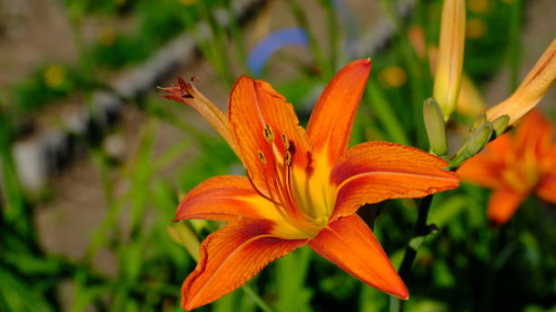 istock Lilies in a city park 1249706838