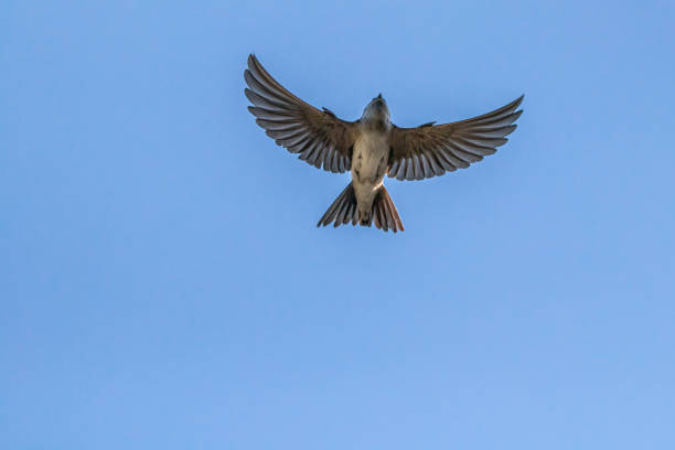 istock Barn swallow with wings spread out 1249706932
