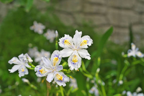 White Siberian iris in a Connecticut public garden, with blurred ferns in the background