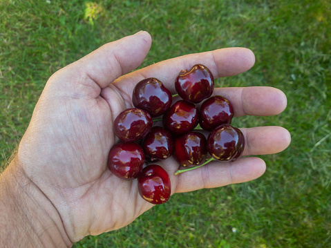 Ripe cherries in a hand