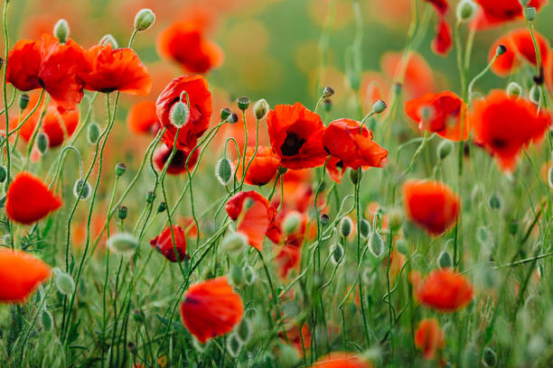 istock Poppy flower field 1249711101