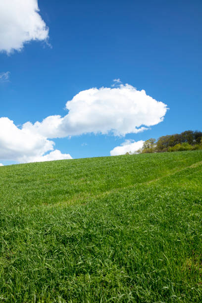 istock Green field and blue sky on a sunny day 1249711788