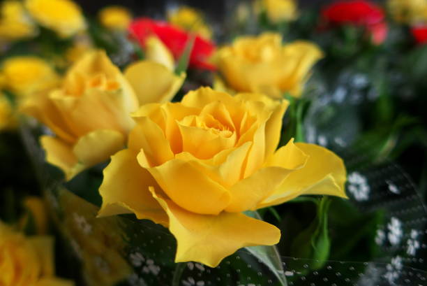 istock a bouquet of yellow roses mixed with red 1249711820