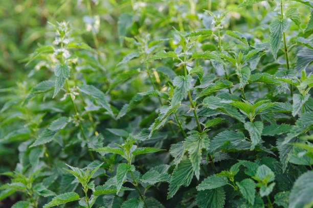 brennnessel mit grünen blättern. brennnesselpflanzen wachsen im boden - stinging nettle stock-fotos und bilder