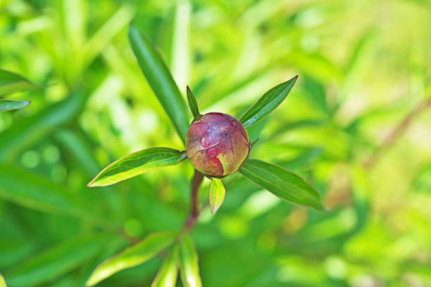 istock Bud of Paeonia lactiflora 1249712193