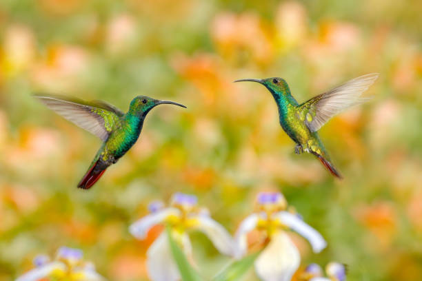 Two hummingbirds Green-breasted Mango in the flight with light green and orange background, Rancho Naturalista, Costa Rica. Wildlife scene from nature. Animal behaviour in the tropic forest.