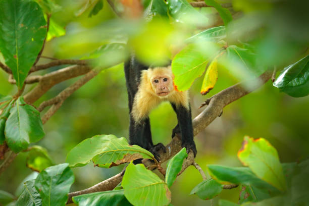 istock White-headed Capuchin, black monkey sitting on tree branch in the dark tropical forest. Wildlife of Costa Rica. Travel holiday in Central America. Tropic nature. Monkey in green vegetation. 1249715387