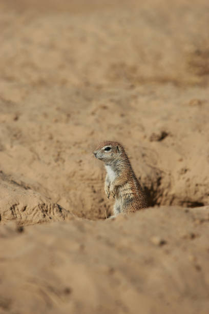 istock Cape Ground Squirrel in the Kalahari desert. 1249715554