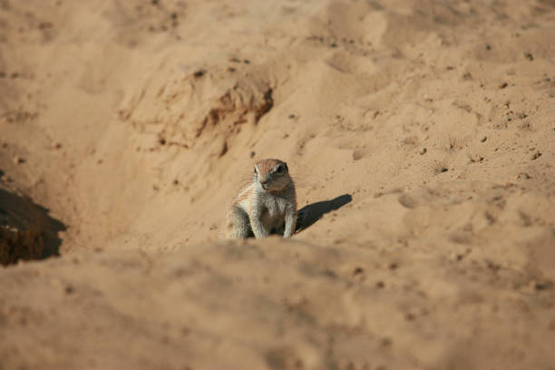 istock Cape Ground Squirrel in the Kalahari desert. 1249715651