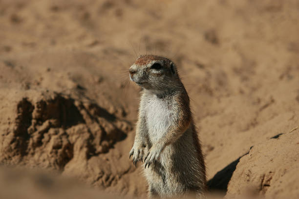 istock Cape Ground Squirrel in the Kalahari desert. 1249715704
