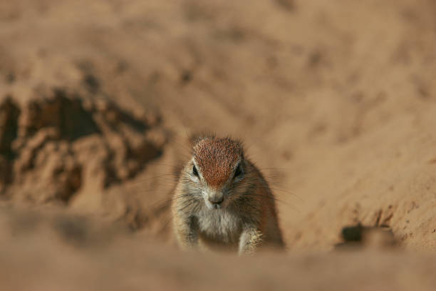 A Cape Ground Squirrel next to his burrow in the Kalahari desert.