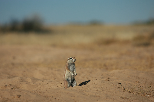 Solitary Meerkat with an attentive gaze, perched on the sand in its natural habitat.