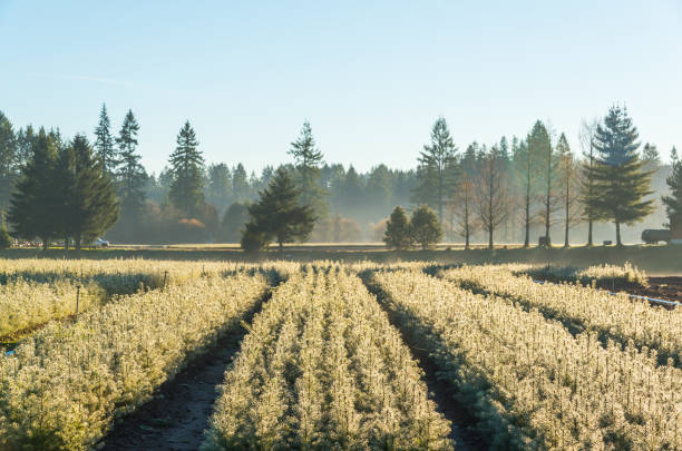istock Young pine tree seedling in the garden in the morning light. 1249717060