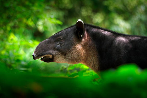 tapiro in natura. tapiro di baird dell'america centrale, tapirus bairdii, nella vegetazione verde. ritratto ravvicinato di animali rari dal costa rica. scena della fauna selvatica dalla natura tropicale. dettaglio di bellissimo mammifero. - tapiro foto e immagini stock