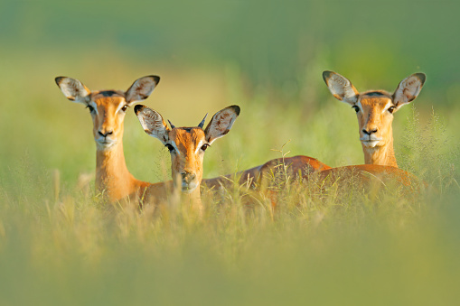 Beautiful impalas in the grass with evening sun, hidden portrait in vegetation. Animal in the wild nature . Sunset in Africa wildlife. Animal in the habitat, face portrait.