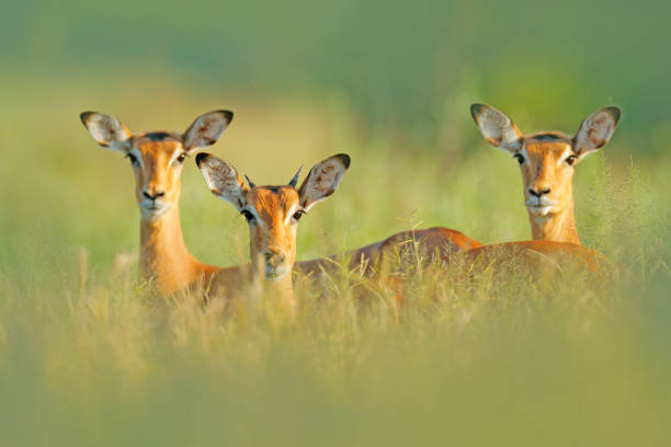 belos impalas na grama com sol noturno, retrato escondido na vegetação. animais na natureza selvagem. pôr do sol na áfrica vida selvagem. animal no habitat, retrato facial. - impala - fotografias e filmes do acervo