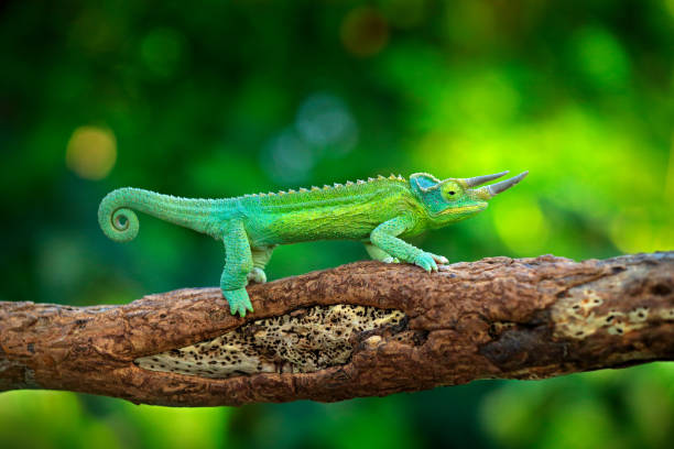 istock Jackson's Chameleon, Trioceros jacksonii, sitting on the branch in forest habitat. Exotic beautifull endemic green reptile with long tail from Madagascar. Wildlife scene from nature. 1249717191