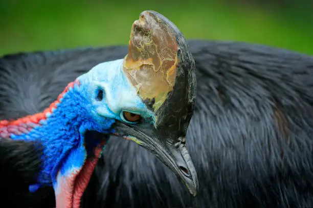 Photo of Detail portrait of Southern cassowary, Casuarius casuarius, known as double-wattled cassowary. Australian big forest bird from Papua New Guinea.