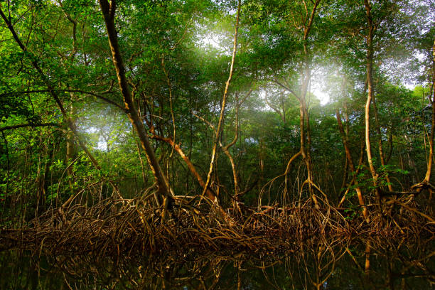 manglar en el pantano de caroni y el santuario de aves, hogar del ave scarlet ibis de trinidad y tobago. paisaje forestal místico del caribe. vacaciones en centroamérica. luz entre los árboles, trinidad - mistic fotografías e imágenes de stock