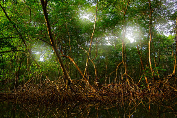 мангровые заросли в болоте карони и птичье святилище, где обияла птица алый ибис тринидада и тобаго. mistic лесной пейзаж из карибского бассей� - mistic стоковые фото и изображения