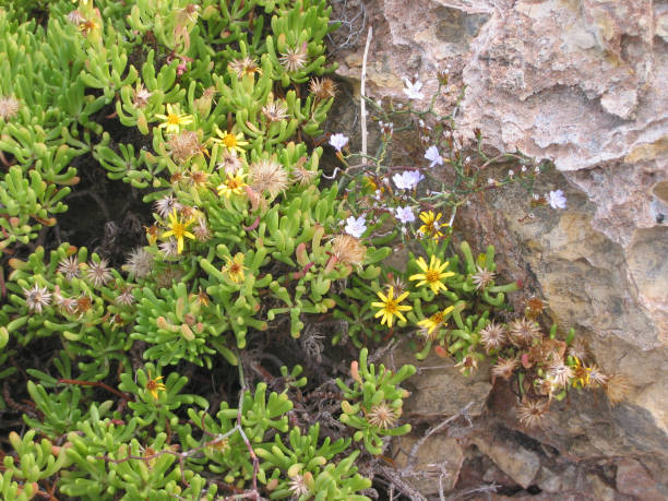 istock succulents with yellow flowers 1249717328