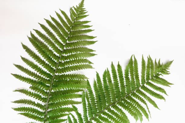istock minimalism style, fern leaf on paper background 1249718523