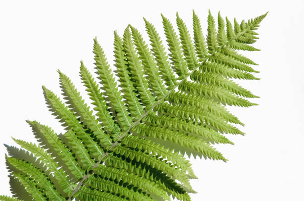 istock minimalism style, fern leaf on paper background 1249718539