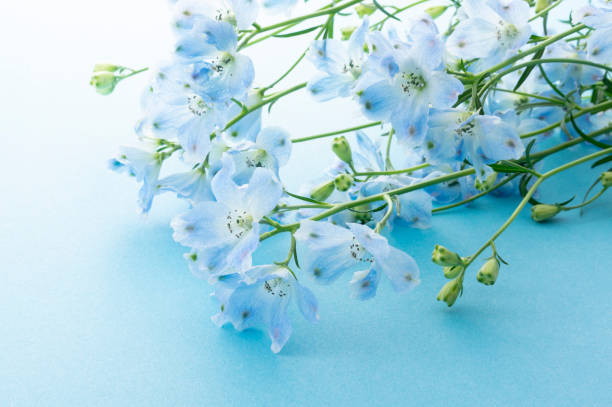 istock The flower which is called blue-colored Delphinium 1249718593