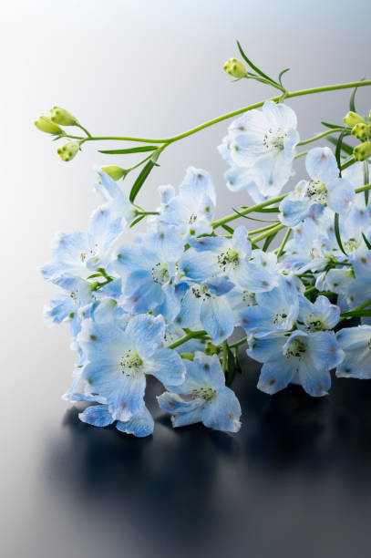 istock The flower which is called blue-colored Delphinium 1249718602