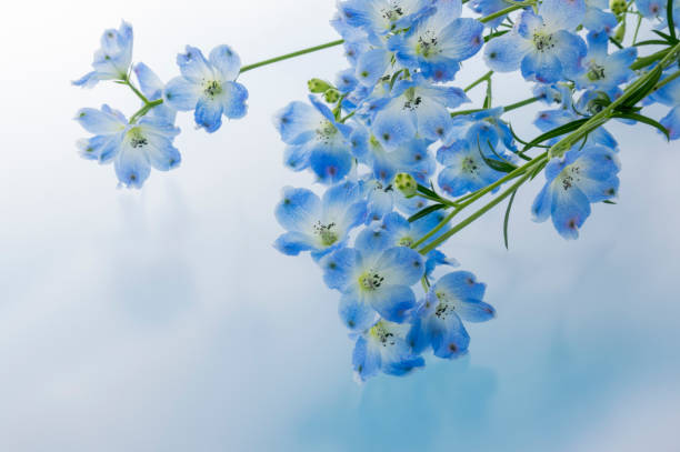 istock The flower which is called blue-colored Delphinium 1249718642