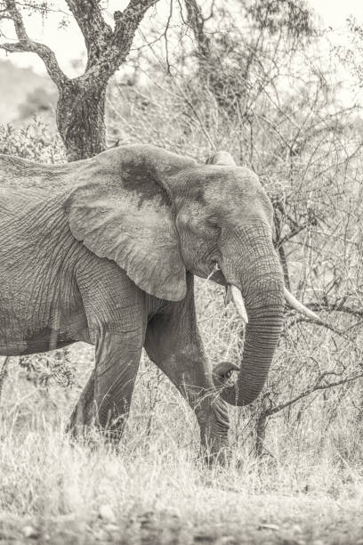 istock Portait of a Kruger Park Elephant 1249718904