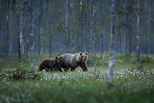 Bear family in summer cotton grass. Bear cub with mother. Beautiful animals hidden in the forest. Dangerous animals in nature forest and meadow habitat. Wildlife scene from Finland near Russian border