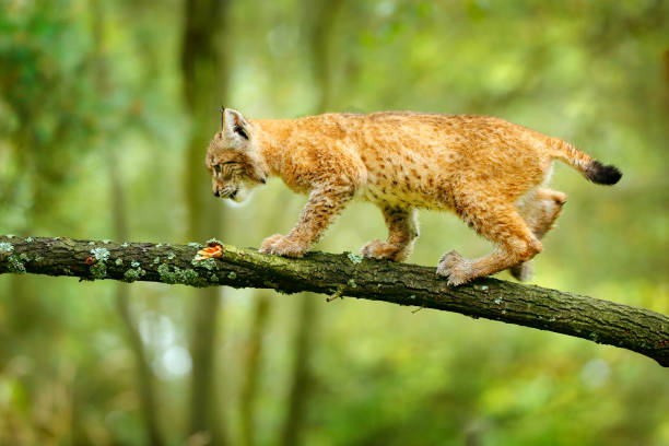 Young Lynx in green forest, walk on the tree branch. Wildlife scene from nature. Walking Eurasian lynx, animal behaviour in habitat. Cub of wild cat from Germany. Wild Bobcat between the trees. joven lynx en el bosque verde, camine sobre la rama del árbol. escena de vida silvestre de la naturaleza. caminar lince euroasiático, comportamiento animal en hábitat. cachorro de gato salvaje de alemania. bobcat salvaje entre los árboles.