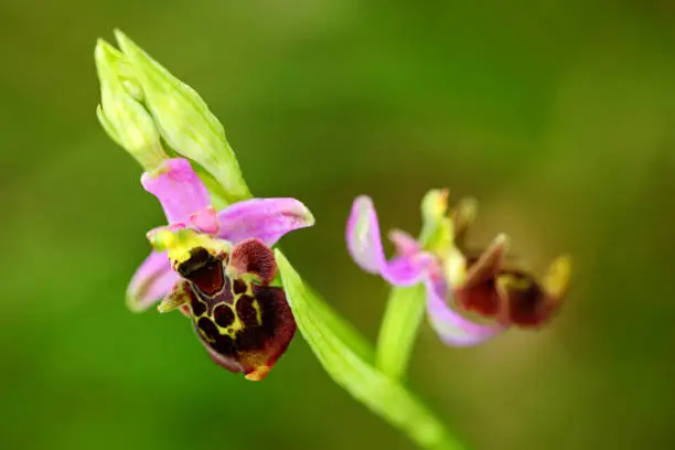 Photo of Ophrys holoserica subsp, Late Spider Orchid, flowering European terrestrial wild orchid in nature habitat with green background, Czech Republic, Europe. Bloom plant in the meadow habitat.