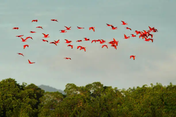 Scarlet Ibis, Eudocimus ruber, exotic red bird, nature habitat, bird colony flying above forest, Caroni Swamp, Trinidad and Tobago, Caribbean. Flock of ibis, wildlife nature. Birds fly.