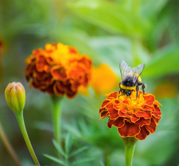 istock Bee collects flower nectar of marigold 1249720425