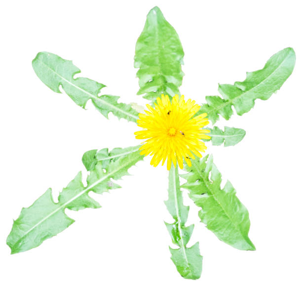 Single dandelion yellow flower head with batch of leaves and small insects top view isolated on white