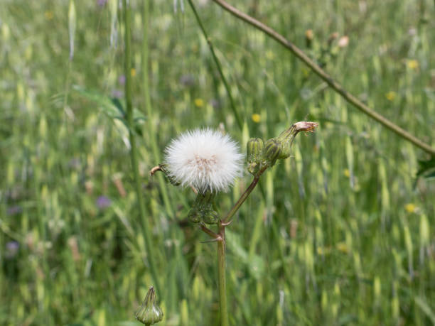 istock Tragopogon pratensis flower head on unfocused background side view 1249721185