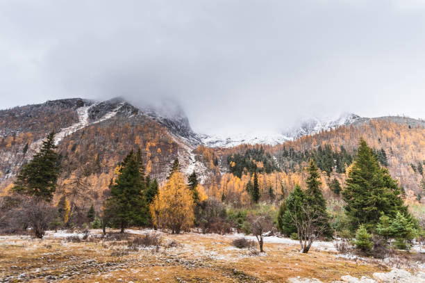 Daocheng Yading Nature Reserve in autumn, Sichuan, China Yading is a national level reserve in Daocheng County, in the southwest of Sichuan Province, China. It is a mountain sanctuary and major Tibetan pilgrimage site comprising three peaks sanctified by the 5th Dalai Lama. meili mountains photos stock pictures, royalty-free photos & images