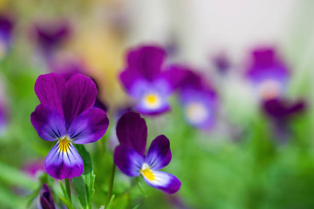 istock Purple violet flowers close-up. 1249722303