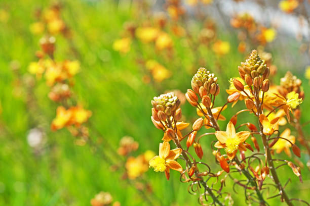 bulbine frutescens blumen blühen entlang der straße - bulbine frutescens stock-fotos und bilder