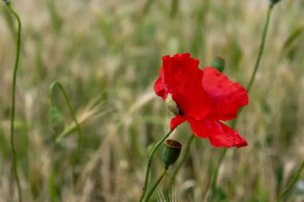 A selective focus of the beautiful common red poppy flower