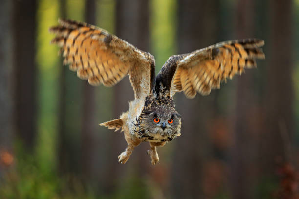 istock Flying Eurasian Eagle Owl with open wings, action wildlife scene from nature, Germany. Dark forest with bird. Owl in forest habitat, tree stump. Bird in the forest habitat. 1249723106