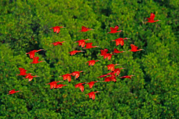 Photo of Scarlet Ibis, Eudocimus ruber, exotic red bird, nature habitat, bird colony sitting on the tree, Caroni Swamp, Trinidad and Tobago, Caribbean. Flock of ibis, wildlife nature.