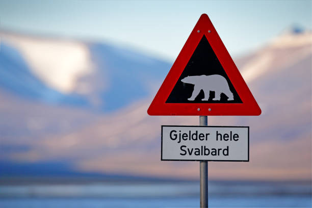 señal roja de tráfico con oso polar. •gjelder hele svalbard significa "sobre todo de svalbard" (cuidado con los osos polares). oso polar con montaña nevada, svalbard. viajando en el ártico. - svalbard islands fotografías e imágenes de stock