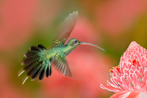 green hermit, phaethornis guy, rare hummingbird from trinidad. shiny bird flying next to beautiful pink red flower in jungle. action feeding scene in tropical forest, animal in nature jungle habitat. - hermit imagens e fotografias de stock