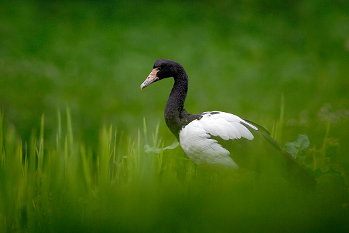 Magpie goose, Anseranas semipalmata, black and white goose duck from Australia in the green grass. Bird in the habitat. Wildlife scene from nature. Animal hidden in the green vegetation.
