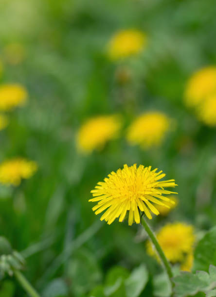 istock Carpet of dandelions on a blurred background. 1249723354