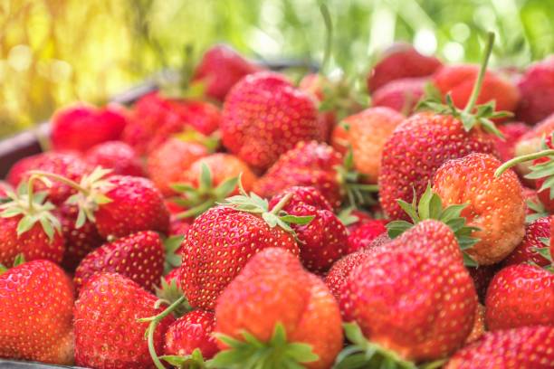istock Red ripe strawberries in the basket 1249724229
