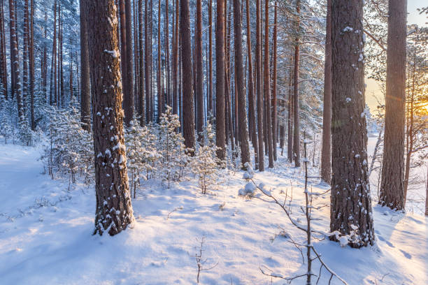 istock Sunrise in the winter snow-covered forest. 1249727559